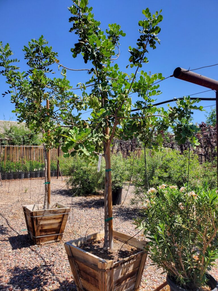 growing Algaroba aka Carob trees (Ceratonia siliqua) in containers