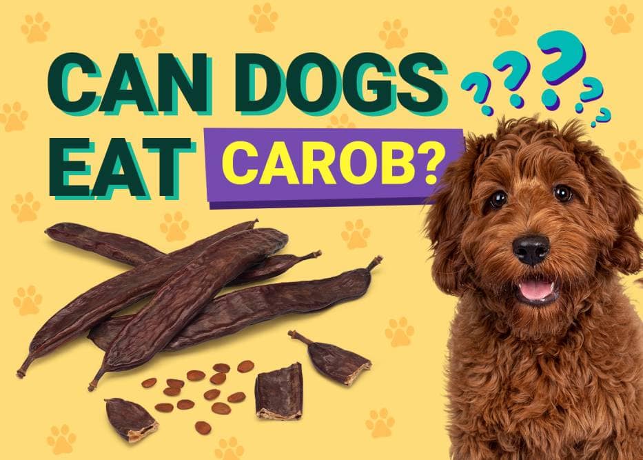 can dogs & cats eat carob, ASPCA says it is nontoxic for pet dogs, cats & horses