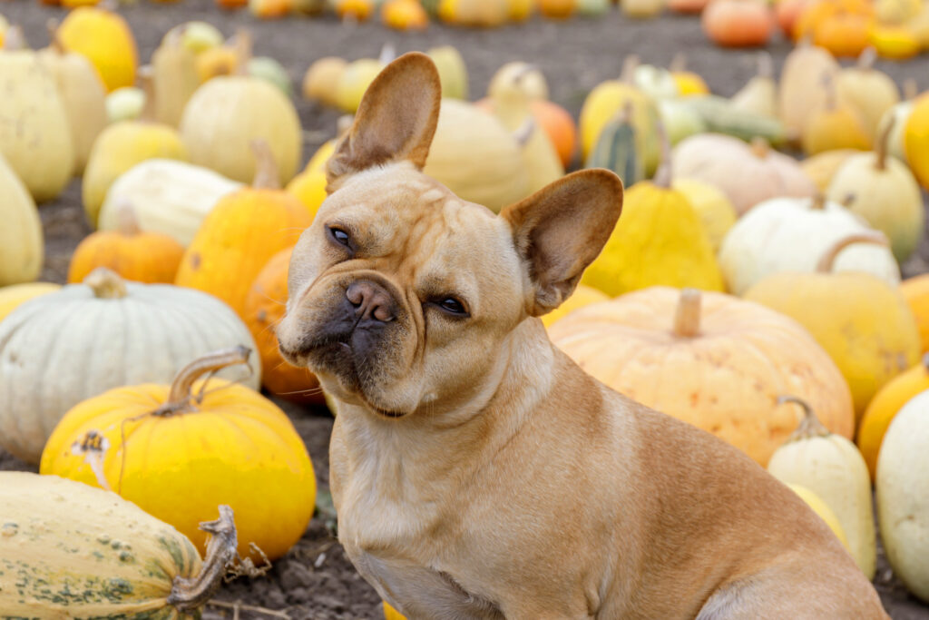 winter squash like pumpkins and pet safety for cats & dogs including popular Frenchies