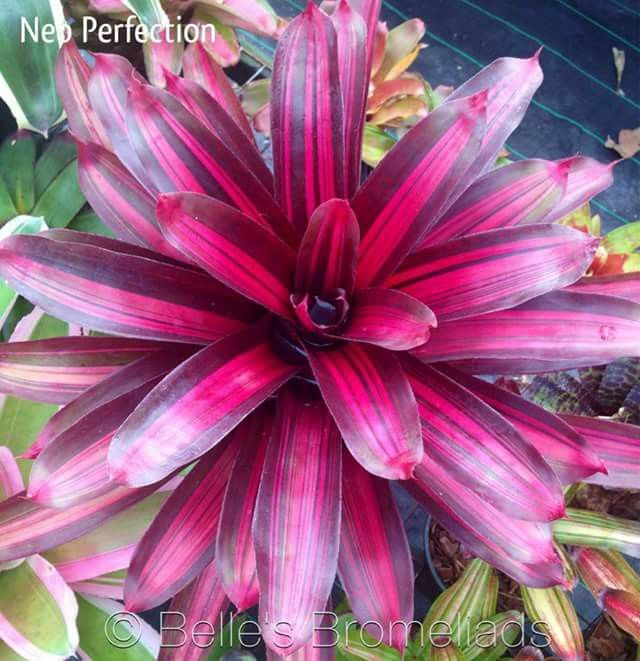 Neoregelia 'Perfection' pet safe plant