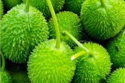 Spiny Teasel Gourd (Momordica dioica) “Hedgehog Gourd”: Uses, ID, Health Benefits & Pet Safety Guide