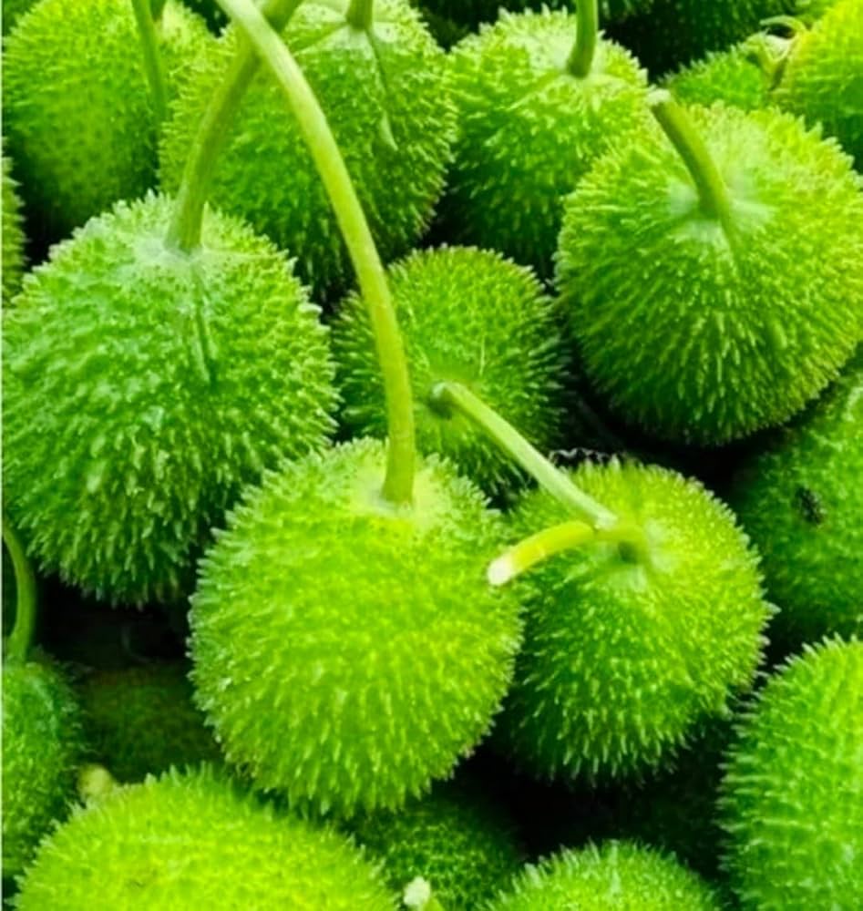 CU Spiny Teasel Gourd (Momordica dioica) "Hedgehog Gourd"