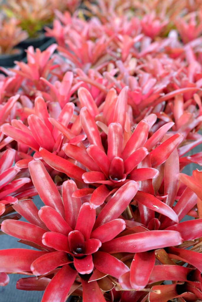 Neoregelia 'Fireball' vibrant red & pet safe