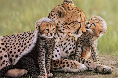 Cheetah Not Friend Nor Foe: Fact v Fiction & How Speed Makes Special | Jaguar & Leopard Comparison | Conservation Efforts