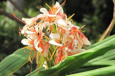 Fragrant & Elegant White Ginger: Pet Safety, Care, Symbolism & Uses | True Culinary Ginger & Jasmine Comparison