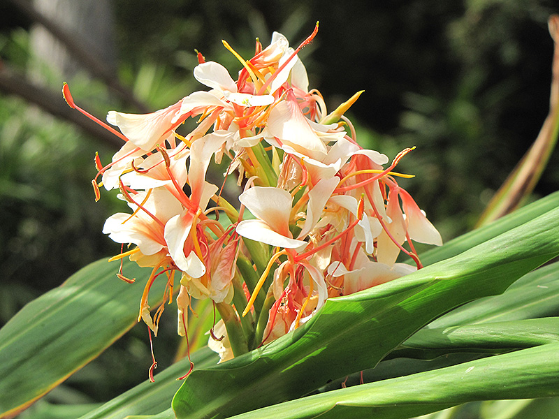 ornamental beauty of White Ginger in Asian ceremonies