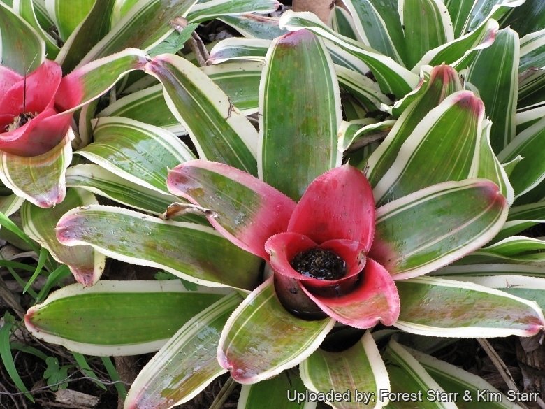 Neoregelia carolinae 'Tricolor' striped, beautiful & pet safe