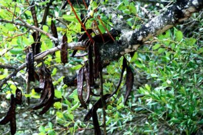 Algaroba Carob Tree: How ID, Growing Conditions & Pet Safe Care Tips in US | Traditional Uses & Recipes