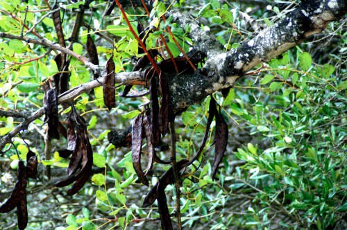 Pet Safe Algaroba aka Carob trees (Ceratonia siliqua), leaves & pods