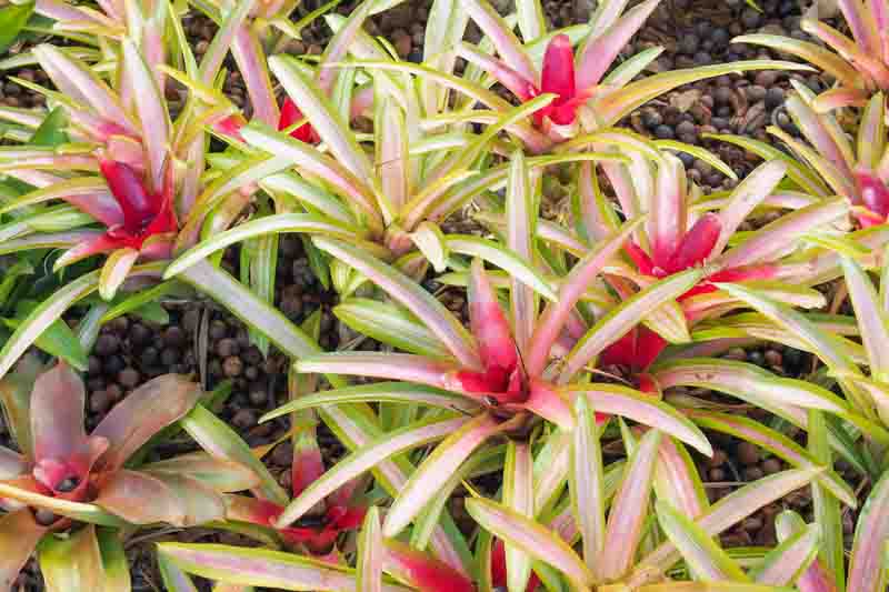 Neoregelia "Blushing Bromeliad" rosette formation