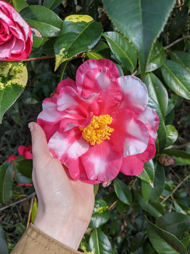 growing common Camellia japonica containers