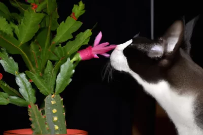 Shrimp “Christmas” Cactus Care & Revival vs Thanksgiving Cacti: Bloom & Longevity Tips Indoor & Out