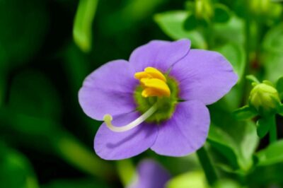 Arabian Gentian, Persian & German Violet Pet Safe Care Tips: Sun vs Shade to Increase Lifespan & Colorful Blooms
