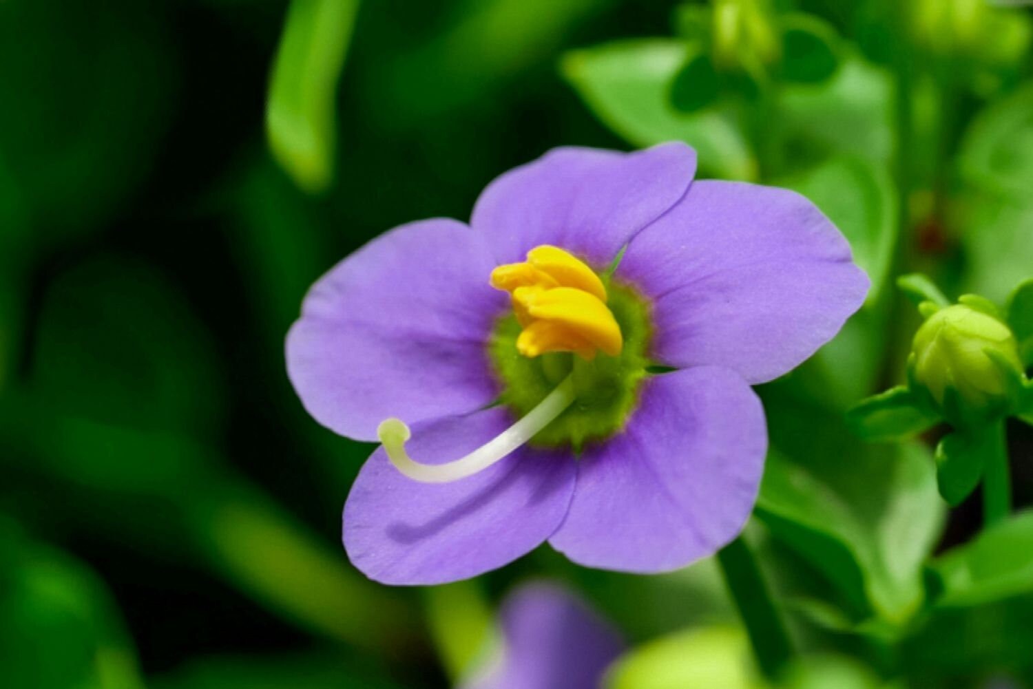 Arabian Gentian, Persian & German Violet Pet Safe Care Tips: Sun vs Shade to Increase Lifespan & Colorful Blooms