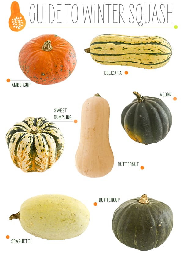 winter squash guide for pet safe gardens