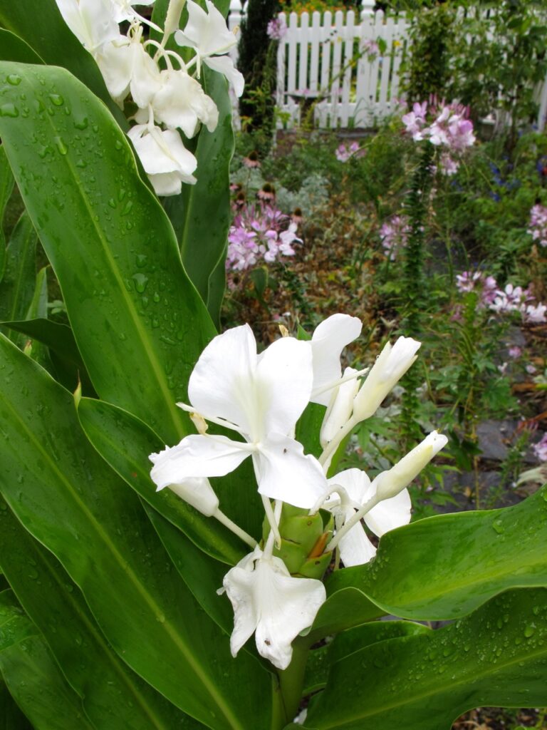 White Ginger & pet-friendly companion plants