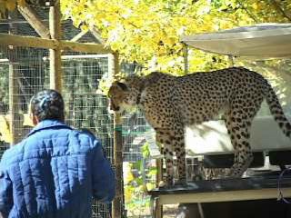 Producer Kamala Appel filming cheetah