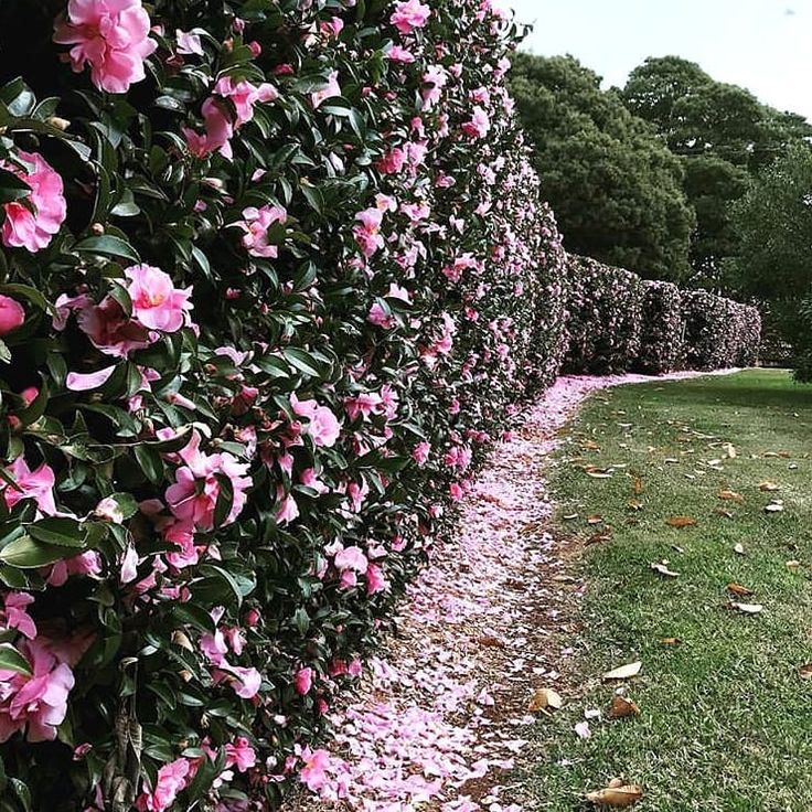 common Camellia japonica hedge as privacy screen