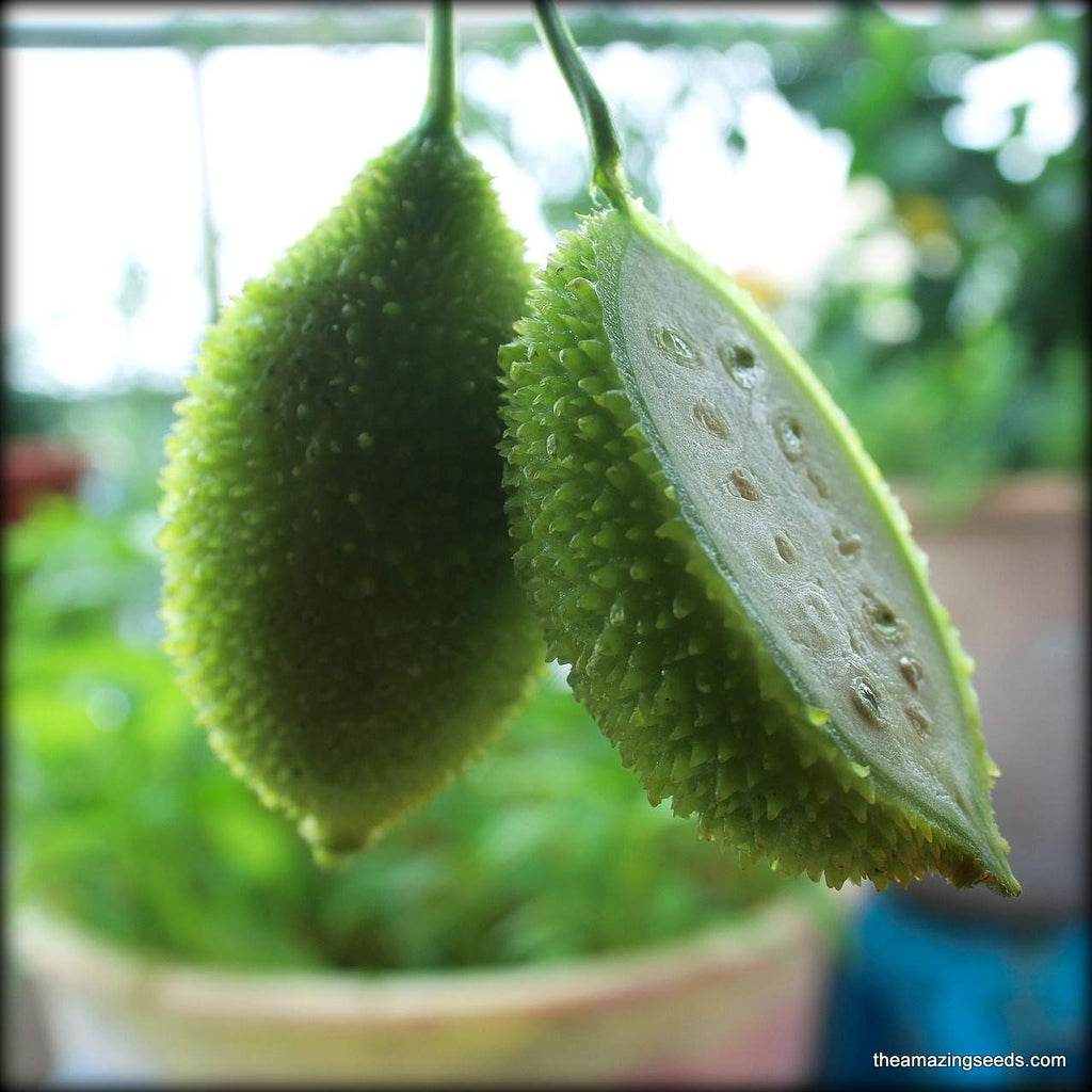 Spiny Teasel Gourd (Momordica dioica) "Hedgehog Gourd"
