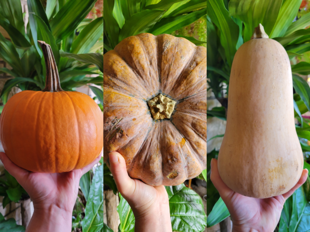 turban squash vs pumpkin & gourds