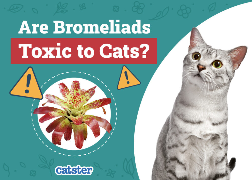 Neoregelia aka Cartwheel Plan misspelt Aregelia safe not toxic for cats & dogs