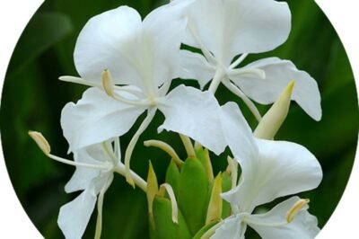 Butterfly Ginger & White Garland Lily ID & Care: Pet Safety, Fragrance & Spiritual Meaning vs Ginger