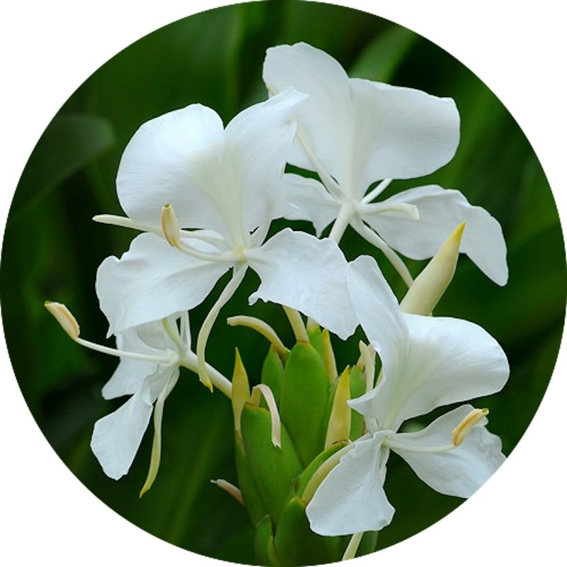 pet safe Butterfly Ginger, Garland Lily