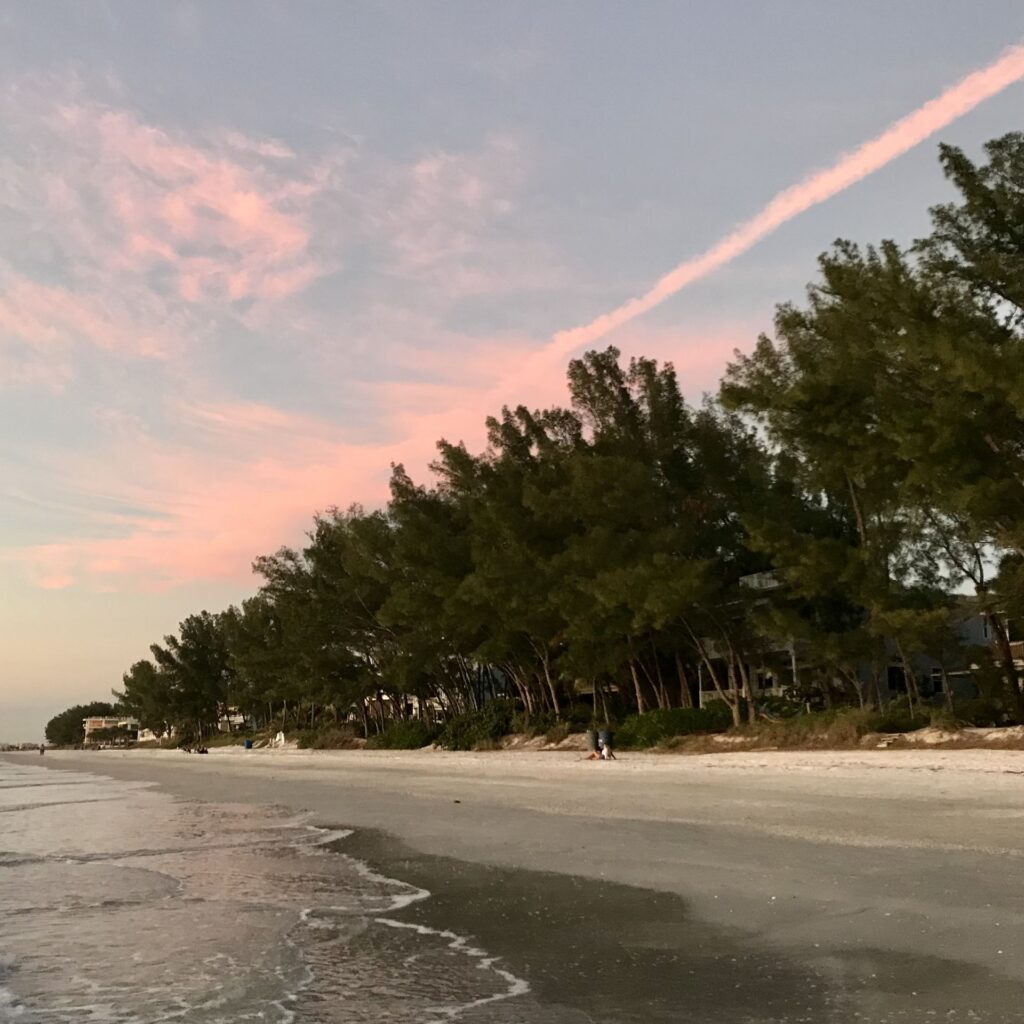 Pet Safe Australian Pine line FL beach at sunset