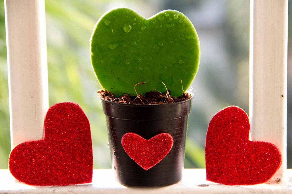 Sweetheart Hoya aka Wax Heart Plant lovers favorite