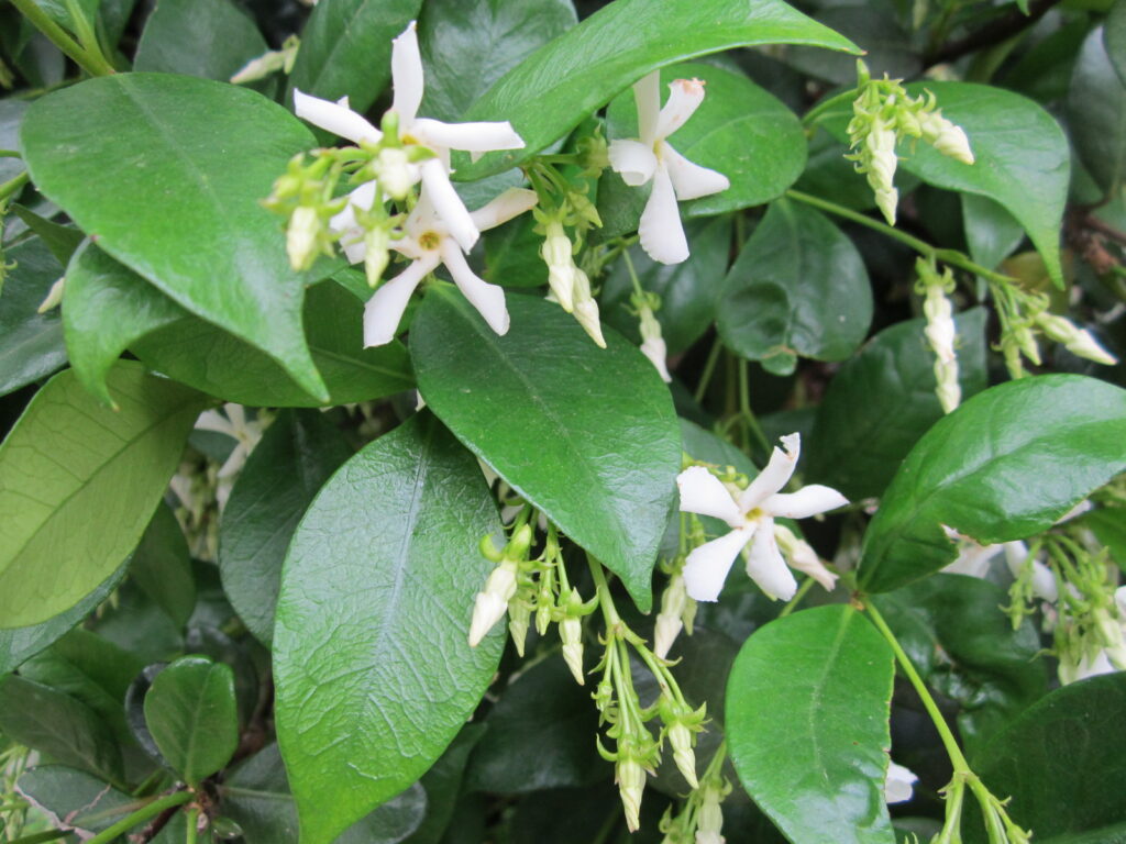 MCU star jasmine showing glossy leaves