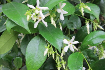 Pet & Shade Friendly Star Jasmine: How ID, Size, Cost, Fragrance | Best Planting Time & Location