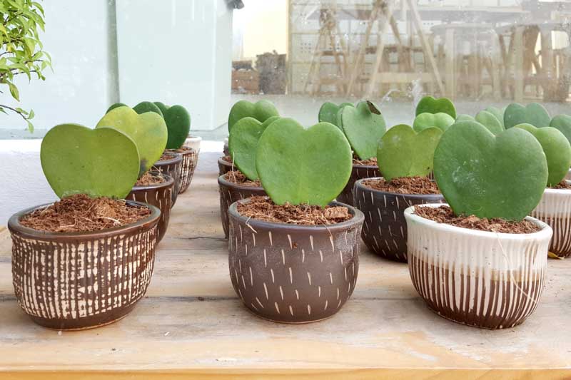 rows of single leaf Sweetheart Hoya aka Wax Heart Plant in basket like pots