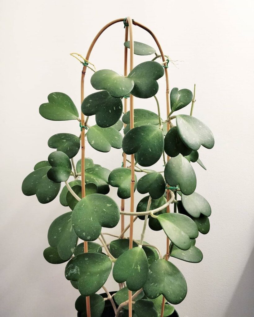vining Sweetheart Hoya aka Wax Heart Plant vine