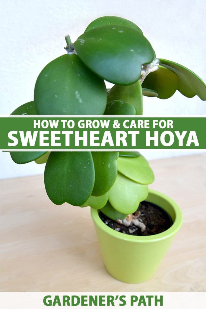 how to grow & care for sweetheart hoya