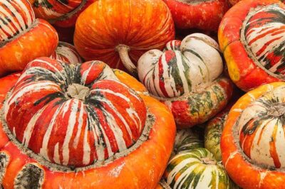 Turban Squash & Pet Safe Garden Care Tips: How ID & Ripeness Test | Pumpkin Comparison | Pet-Friendly Recipes