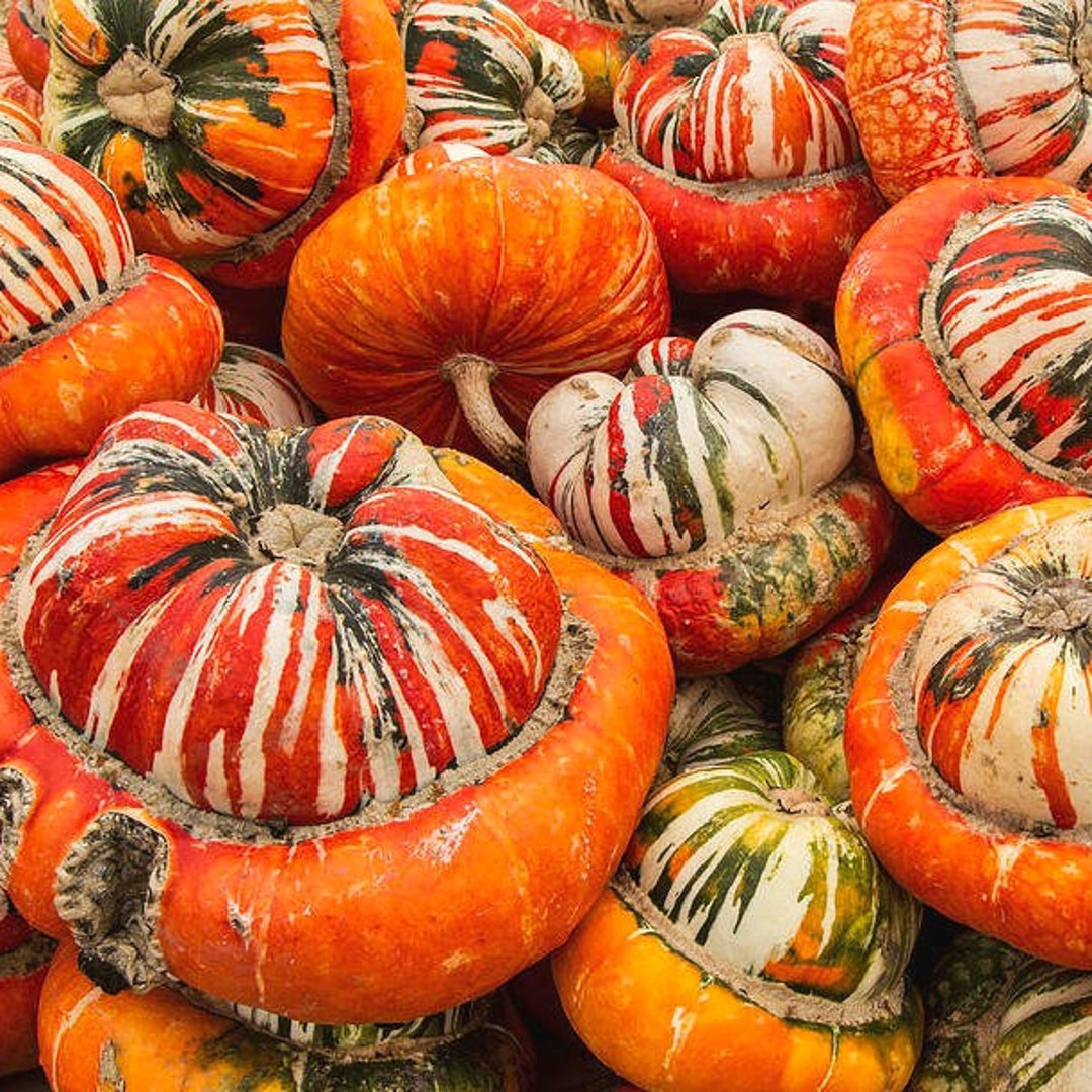 MCU of a pile of turban squash