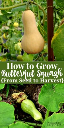 how to grow butternut winter squash in pet safe garden