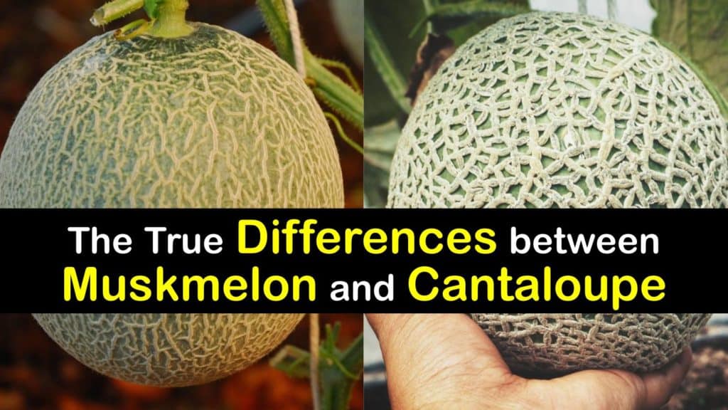 muskmelon vs cantaloupe differences