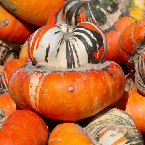 turban squash in patch outdoors