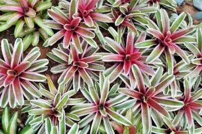 Pet Safe Neoregelia Variety Care Tips: Sun vs Shade, Indoor vs Outdoor & Longevity | Aregelia & Cartwheel Plant Confusion
