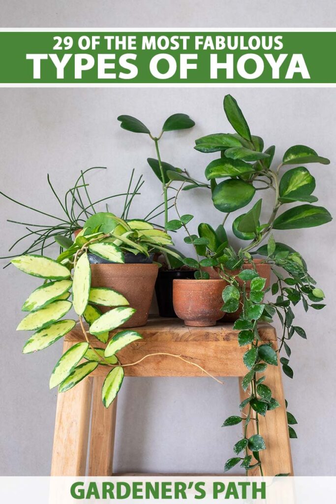 types of hoya including pet safe Sweetheart Hoya vs Wax Heart Plant