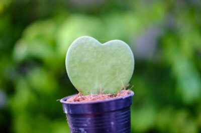 Sweetheart Hoya aka Wax Heart Plant Pet Safe Care Tips Inside & Out: Size, Lifespan & Splitting