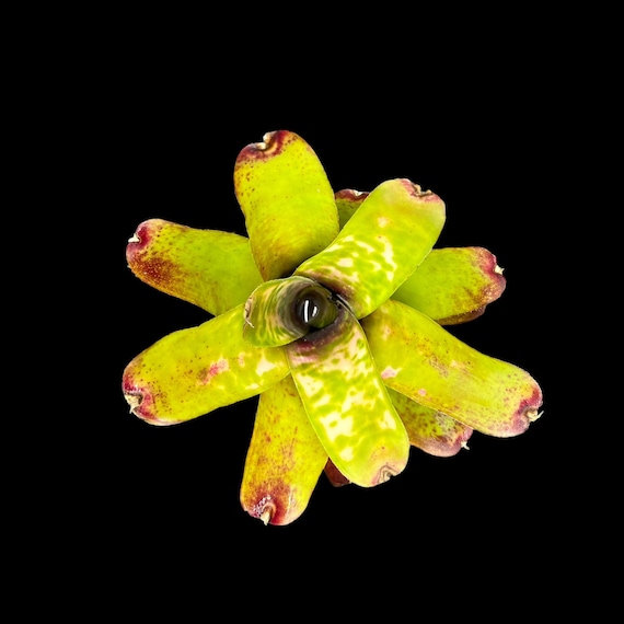 Neoregelia 'Marble Throat' popular w/ collectors & pet safe