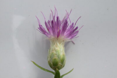 Russian Knapweed ID & Safety Around Pets & Horses: Invasive Control, Native Regions & Climate