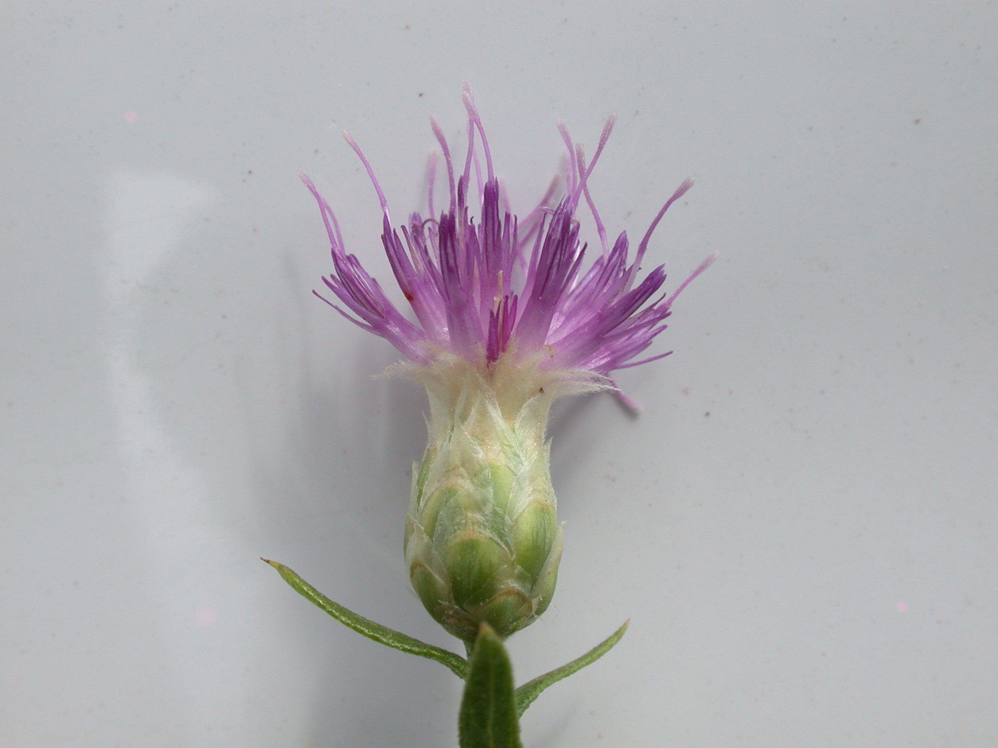 Russian Knapweed ID & Safety Around Pets & Horses: Invasive Control, Native Regions & Climate