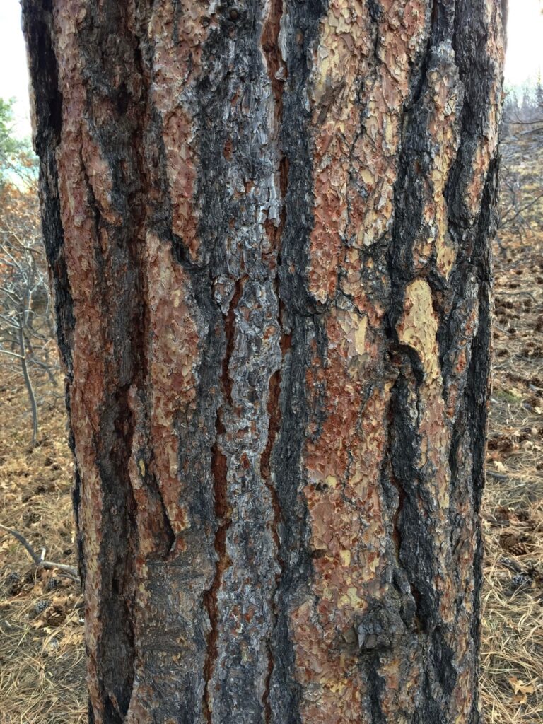 Blackjack Ponderosa Pine Comparison: Size, Care, Fire Safety, Edible Nuts & Pet Safety