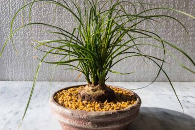 Pets & Ponytail Palm Care Indoor vs Outdoor: Lifespan & Propagation