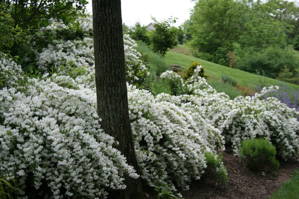 Slender Nikko Deutzia aka Japanese Snow Flower sun & soil needs, growing on slope