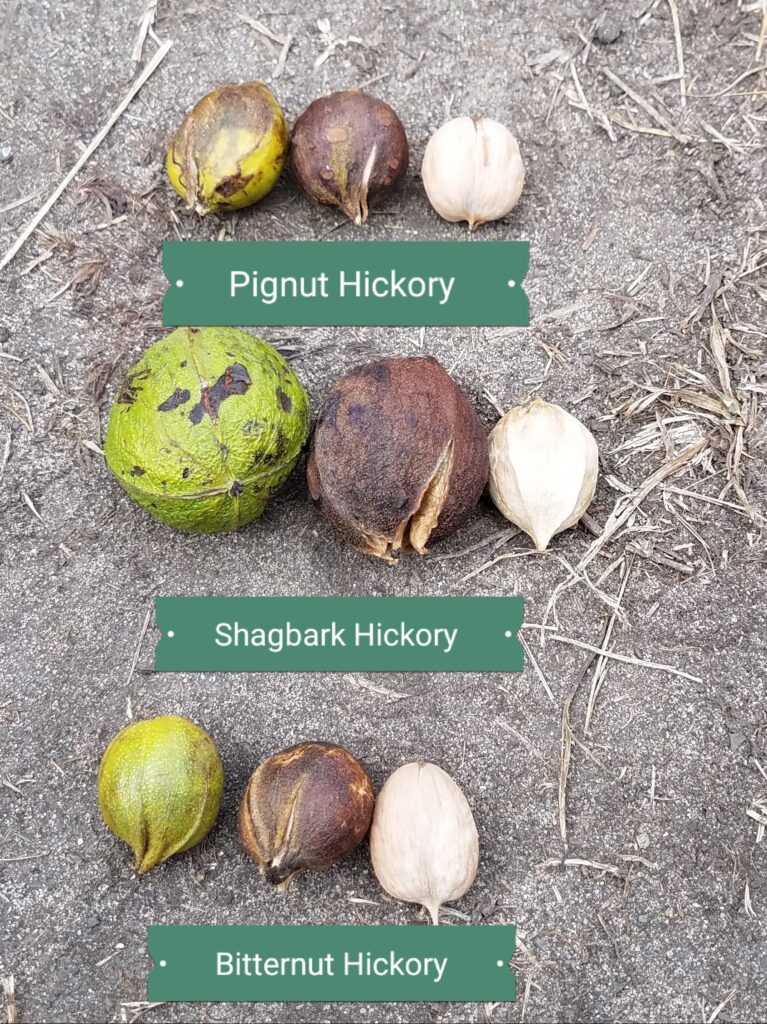 pignut vs shagbark vs bitternut hickory ID & comparison