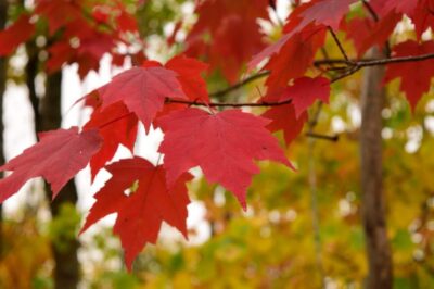 Red Maple ID, Size & Growth Rate | Pet-Safe Planting & Care | Maple Comparison